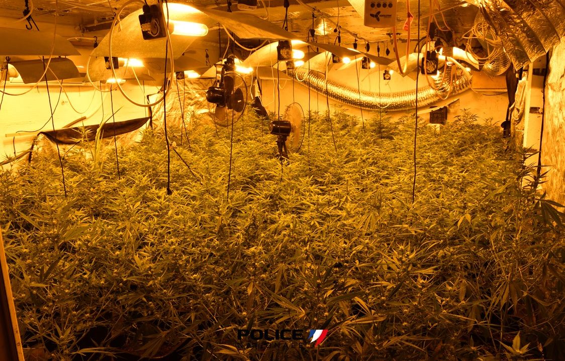 Perpignan : En intervenant pour un cambriolage, les policiers tombent sur une plantation de cannabis