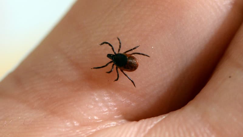 États-Unis: les autorités sanitaires alertent sur une hausse des allergies à la viande à cause des tiques