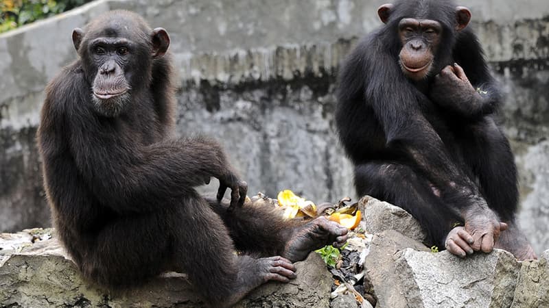 Colombie: deux chimpanzés échappés d’un zoo tués par la police