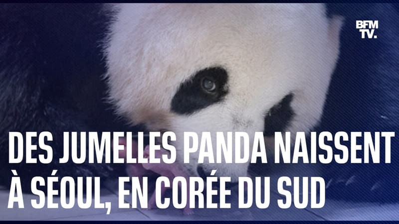 Des jumelles panda naissent dans un zoo à Séoul, en Corée du Sud