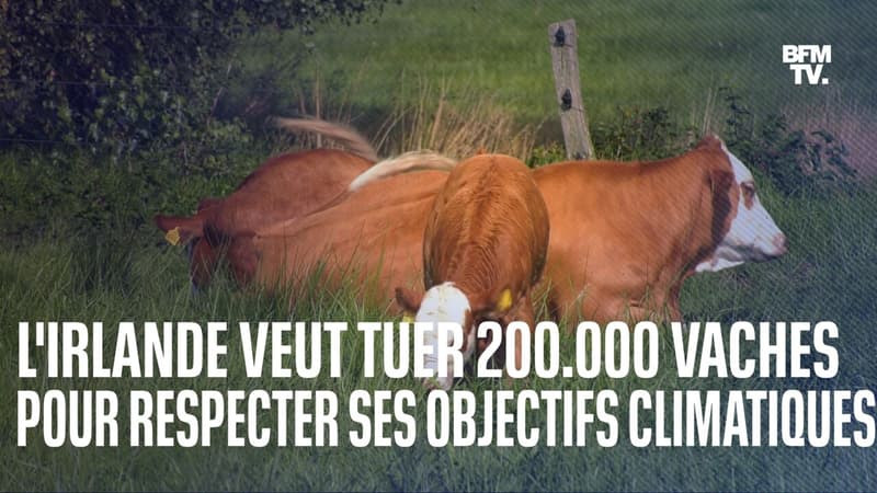L’Irlande envisage de tuer 200.000 vaches pour lutter contre le réchauffement climatique