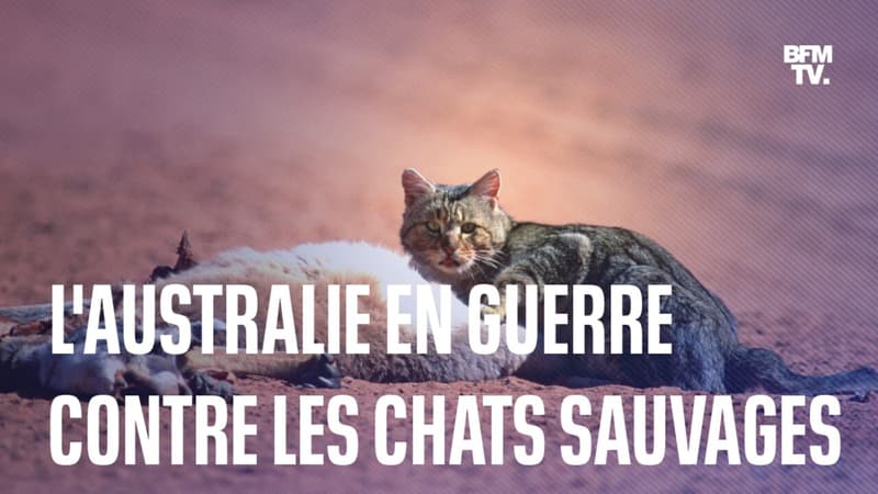 Robots tueurs, saucisses piégées…Comment l’Australie s’est retrouvée en guerre contre les chats sauvages