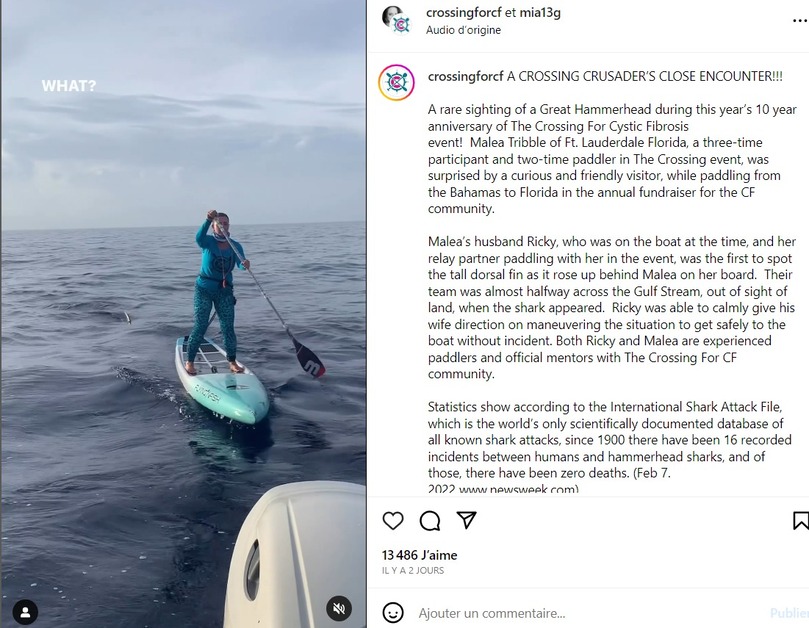 Ils font une balade en paddle et se retrouvent face à un terrifiant monstre marin (VIDEO)