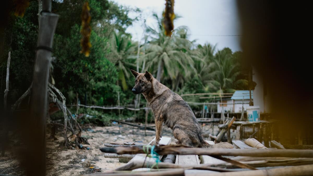 Un chien errant transporte un sac-poubelle, le bruit qui en provient glace le sang des passants