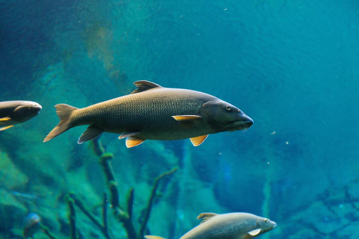 Un poisson géant de très mauvais augure découvert avec un détail perturbant