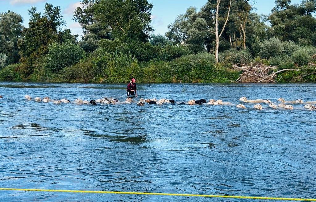 Haute-Garonne : Après une montée des eaux, 71 moutons bloqués