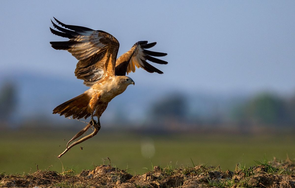 Etats-Unis : Une femme attaquée coup sur coup par un serpent puis un faucon dans son jardin