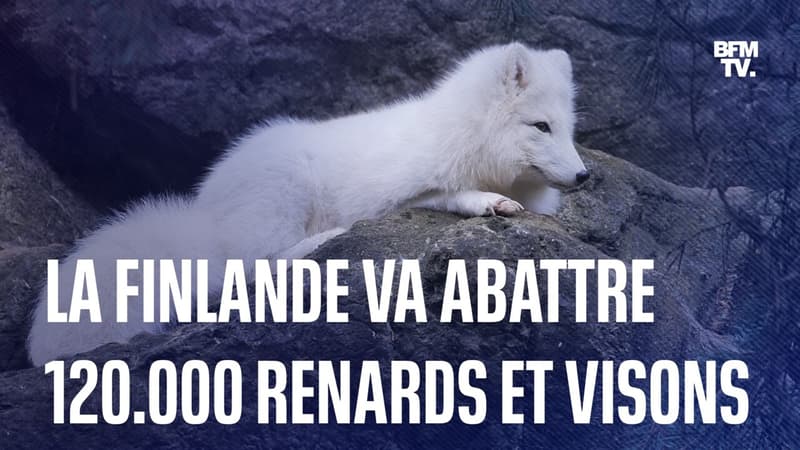 Finlande: 120.000 renards et visons élevés pour leur fourrure vont être abattus à cause de la grippe aviaire