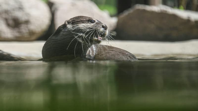 “Je ne pensais pas que j’allais sortir de cette rivière”: une Américaine attaquée par une loutre témoigne