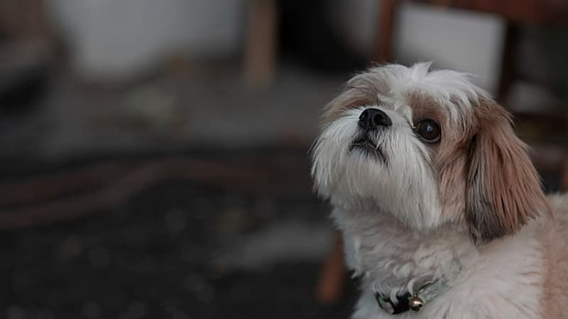 Iran: un agent immobilier arrêté pour la vente d’une maison à un chien