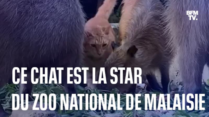 Un chat adopté par des capybaras est devenu l’attraction principale du zoo national de Malaisie