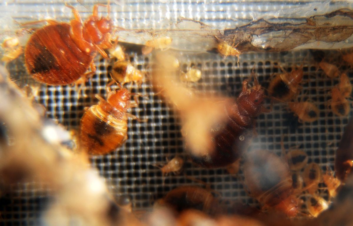 Lorient : L’internat d’un lycée évacué à cause de punaises de lit