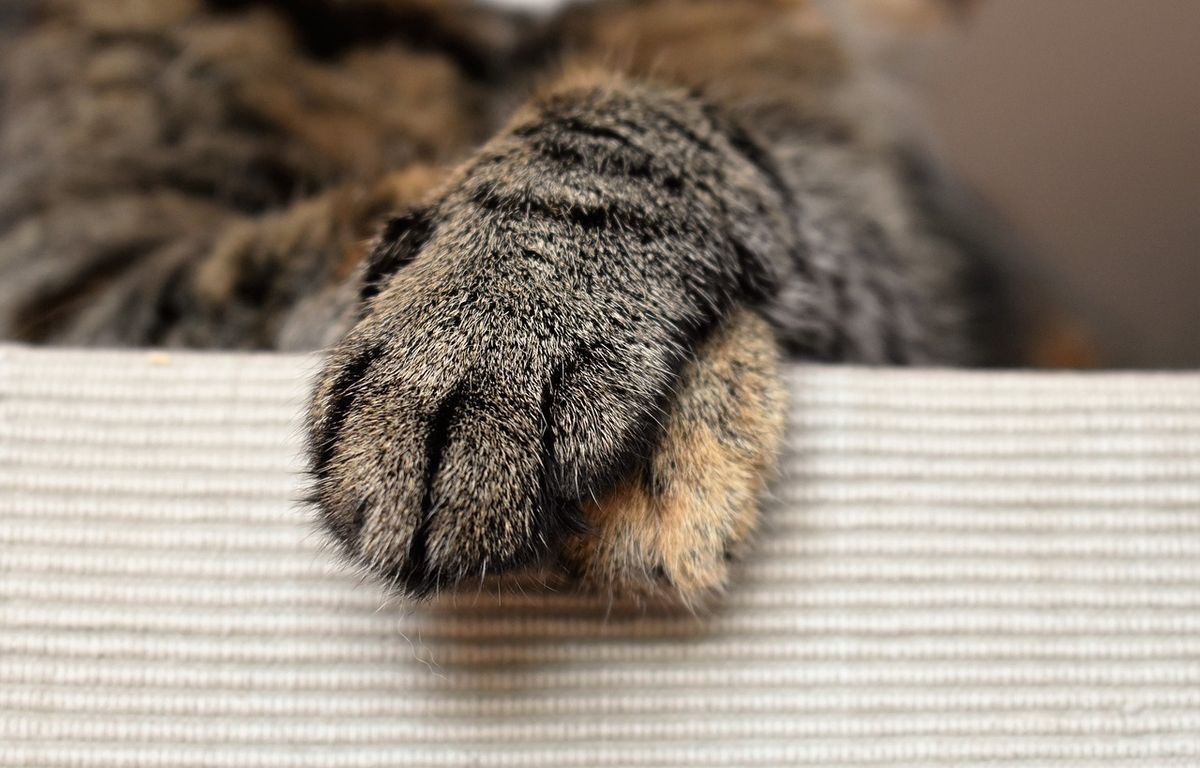 Hauts-de-Seine : Près de 60 chats amaigris sauvés d’une maison insalubre dans laquelle ils étaient enfermés