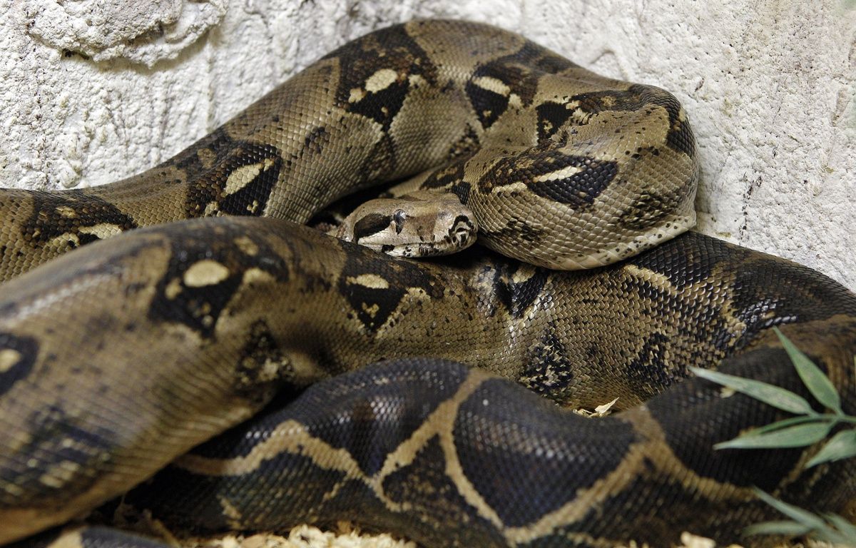 Gard : Un boa d’1,50 mètre s’échappe de son vivarium