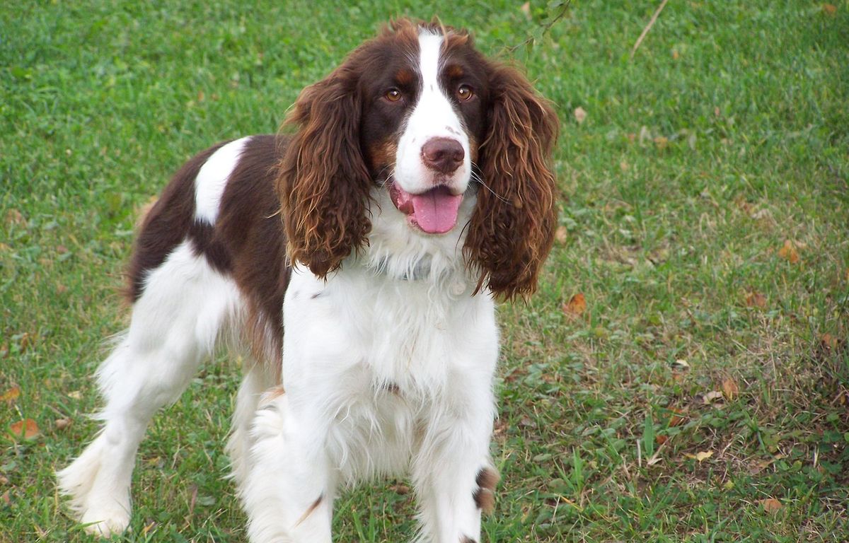 Etats-Unis : Perdue, une fillette de 2 ans retrouvée endormie sur son chien en pleine forêt