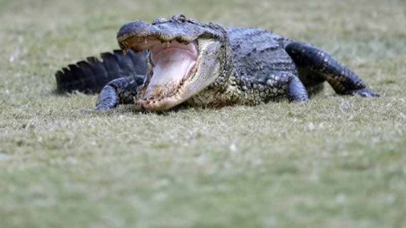 En Floride, un alligator tué après la découverte du corps d’une femme dans ses mâchoires
