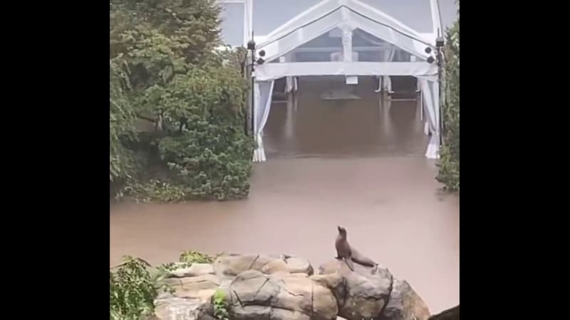 New York: une otarie du zoo de Central Park profite des inondations pour s’échapper de son enclos