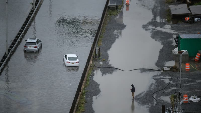 New York: une otarie profite des inondations pour s’échapper de son enclos au zoo de Central Park