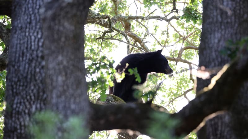 Disney World ferme partiellement après la découverte d’un ours noir sauvage dans le parc en Floride