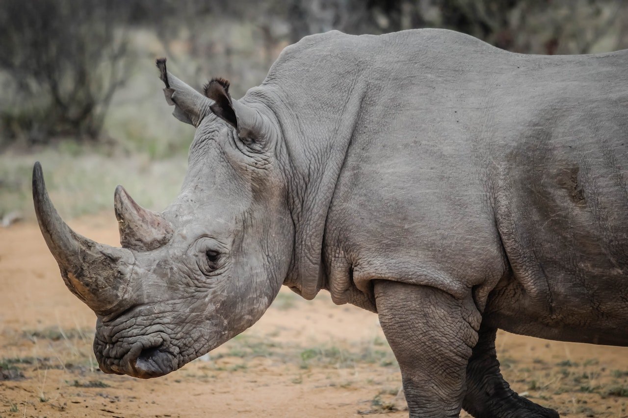 Une gardienne de zoo attaquée mortellement et sans raison par un animal effrayant