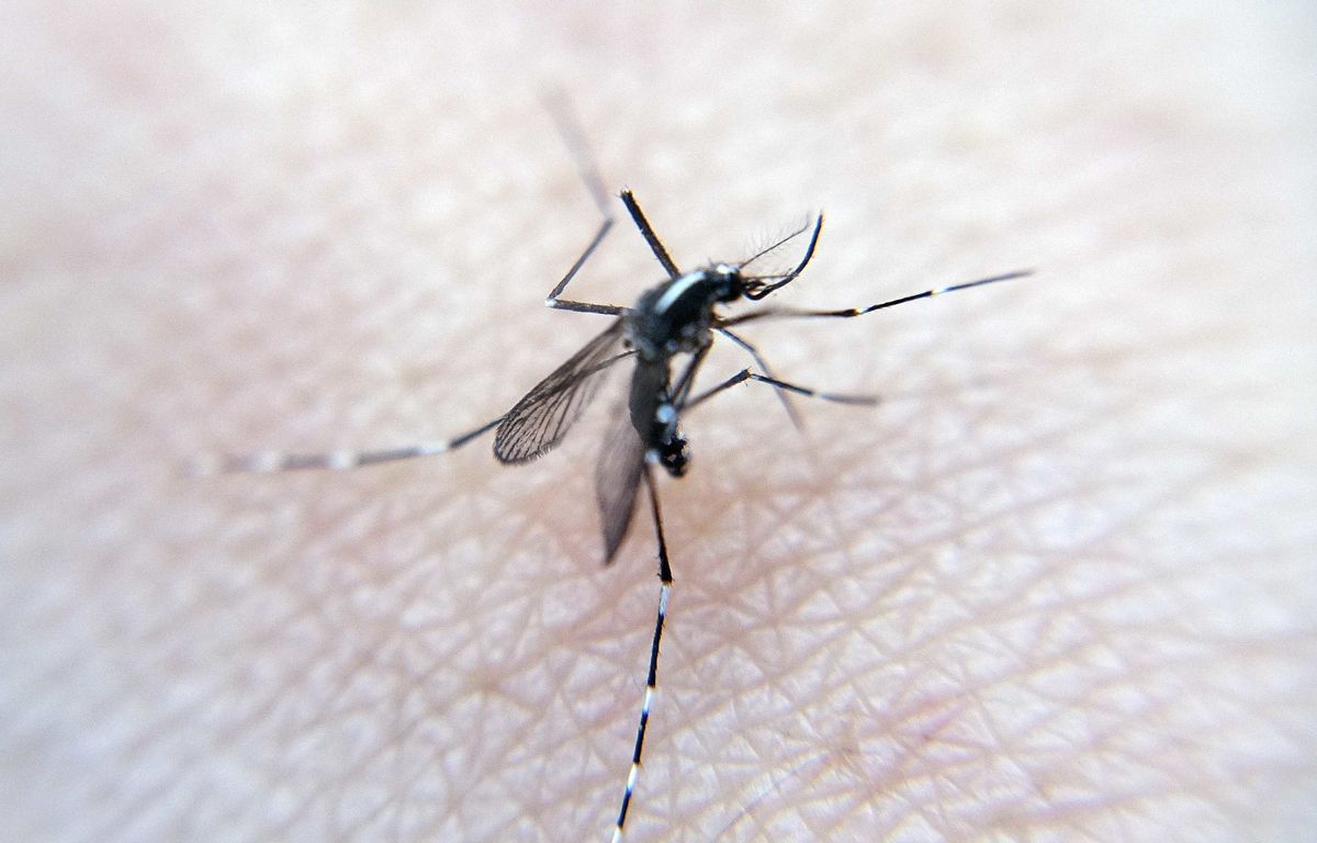 Montpellier : Deux cas de dengue signalés dans le quartier Estanove, les premiers dans l’Hérault cette année