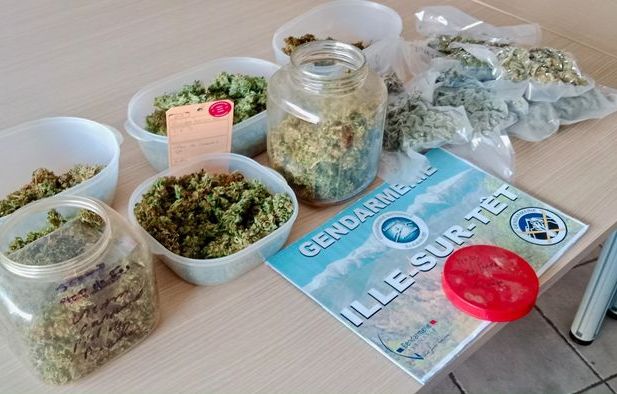 Pyrénées-Orientales : Intrigués par une drôle d’odeur, les gendarmes découvrent du cannabis en fleurs sur un balcon