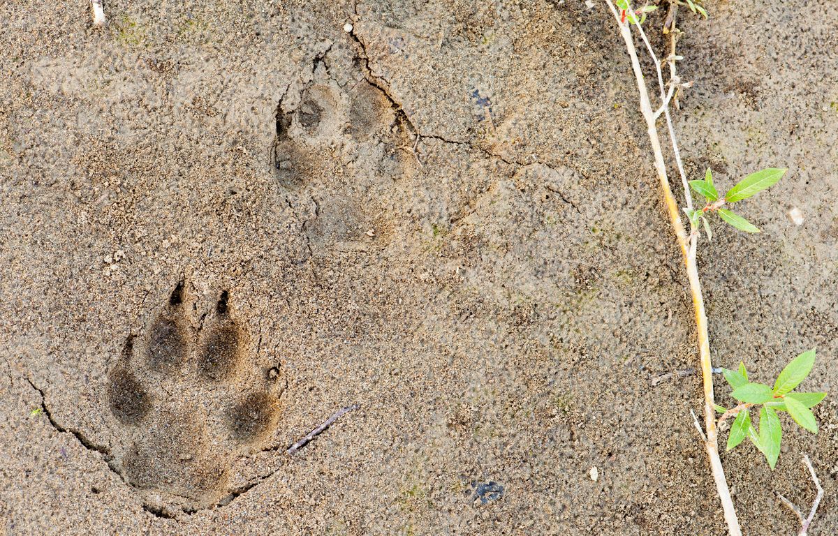Annecy : Un conducteur condamné après avoir tenté d’écraser un loup