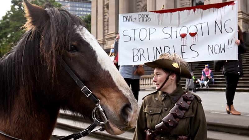 “Tout l’écosystème est menacé”: l’Australie va recommencer à abattre des chevaux sauvages par hélicoptère