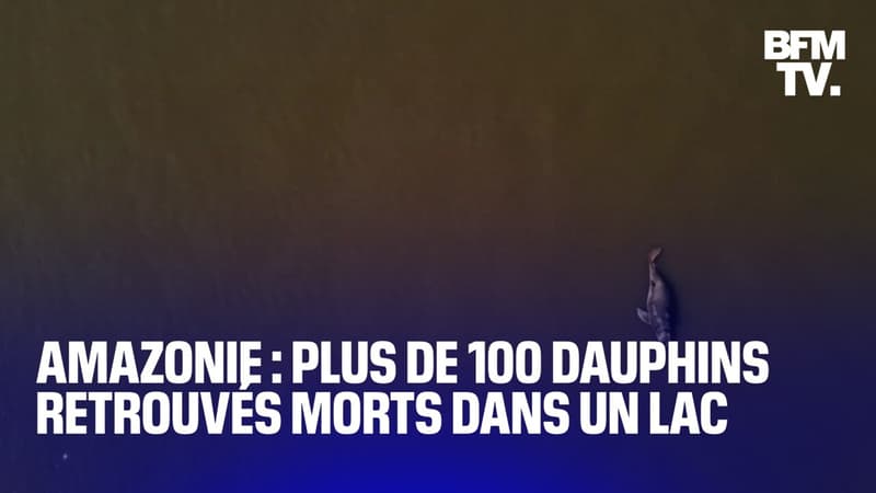 Brésil: plus de 100 dauphins ont été retrouvé morts dans un lac de l’Amazonie
