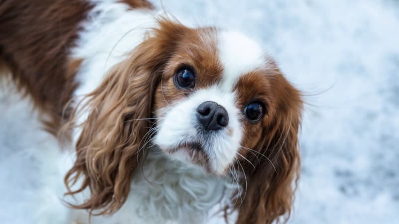 Norvège: la Cour suprême confirme l’illégalité de l’élevage des chiens Cavalier King Charles