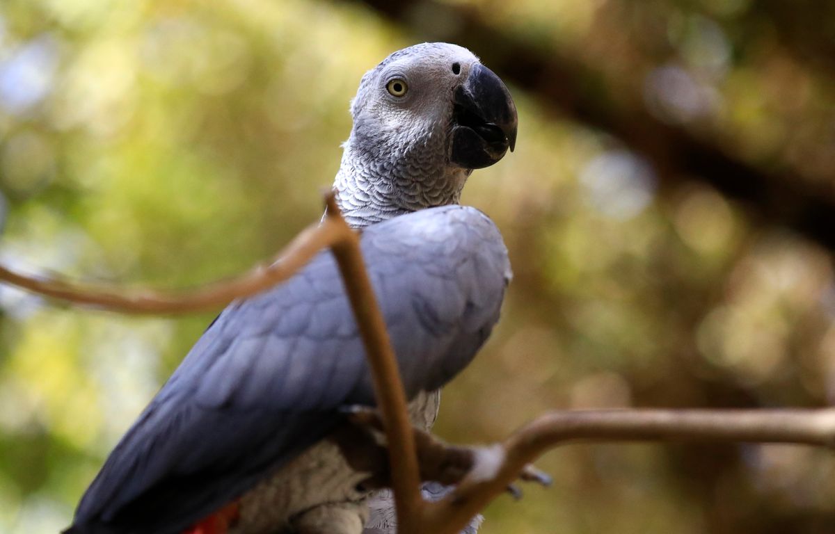 « C’est chaud, c’est chaud ! »… Un perroquet donne l’alerte et sauve ses propriétaires d’un incendie