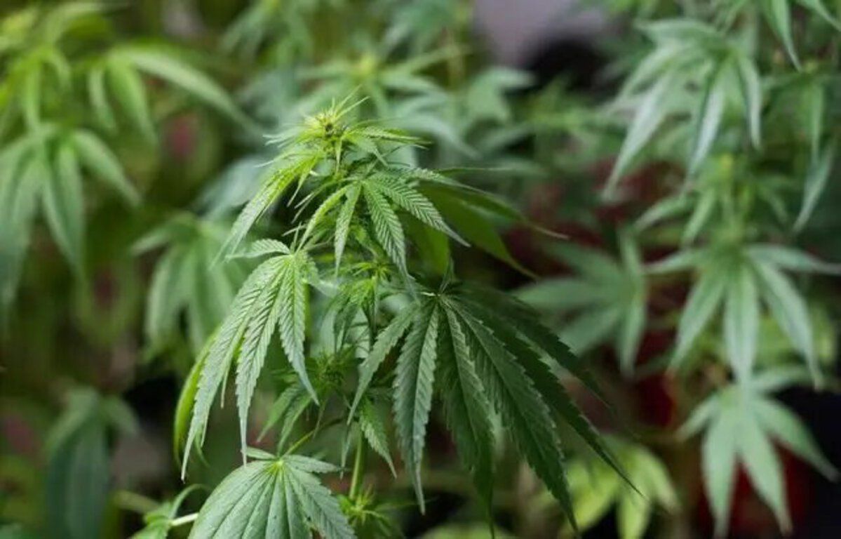 Cherbourg : Il fume un joint devant la police, elle retrouve plus d’un kilo de cannabis chez lui