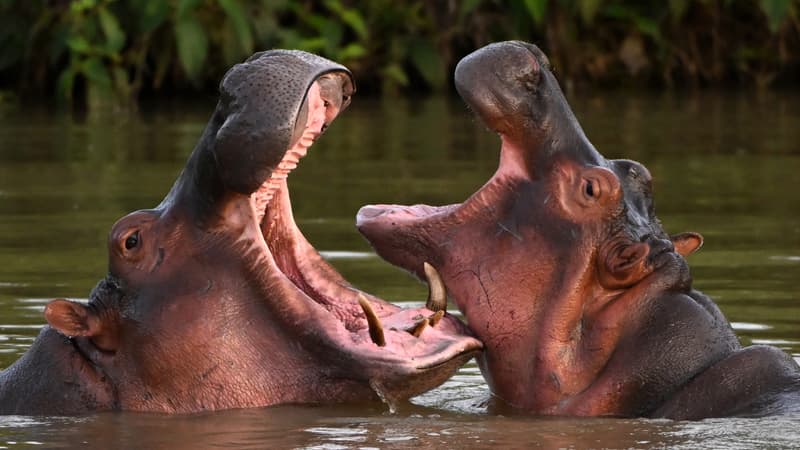 Colombie: les hippopotames d’Escobar seront pour partie déplacés, stérilisés ou euthanasiés