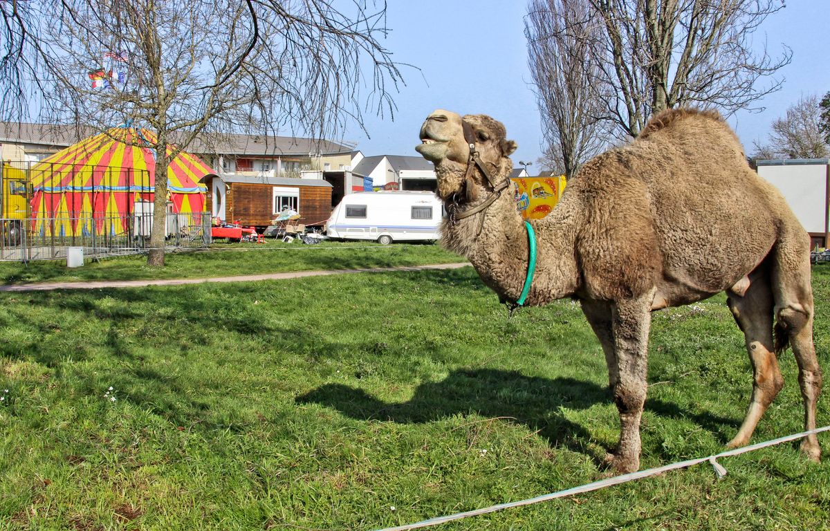Marseille : Un dromadaire échappé d’un cirque sème la zizanie