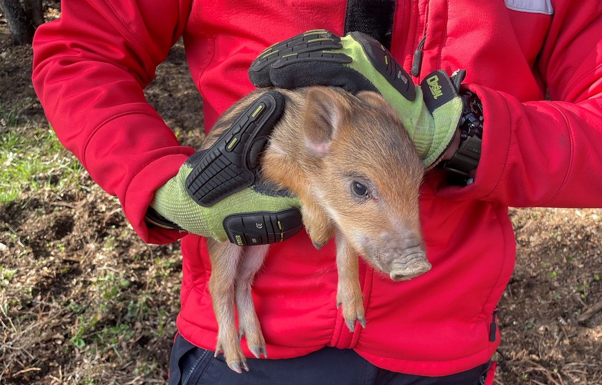 Gard : Les pompiers sauvent deux petits chiens et un marcassin pris au piège