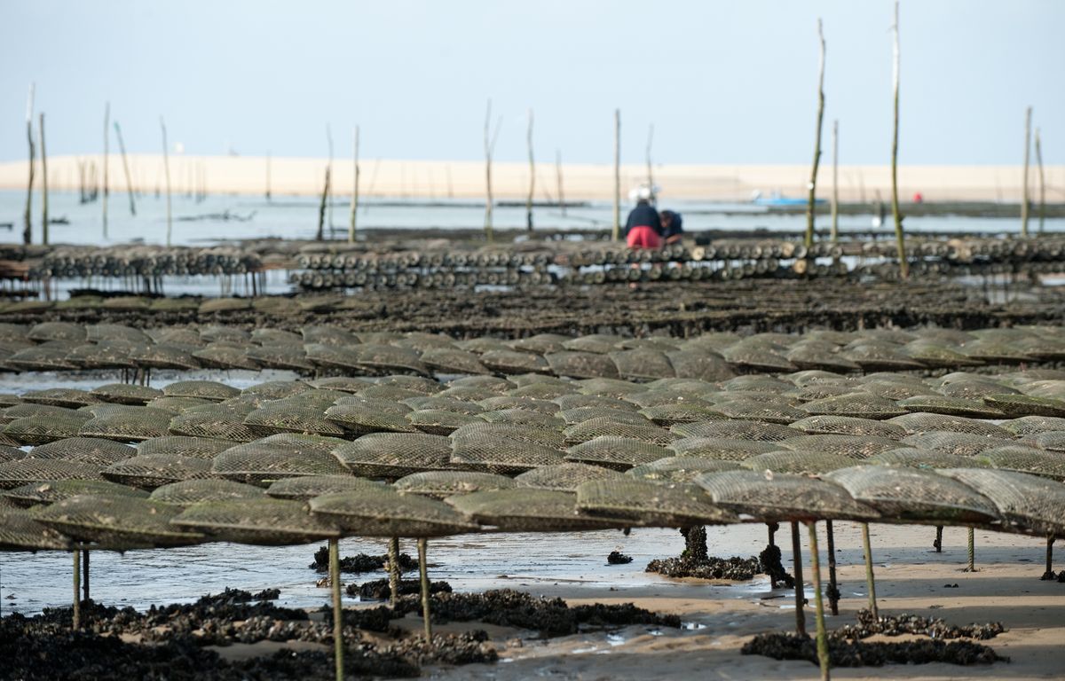Morbihan : Heurté par un engin, un ouvrier meurt sur un chantier ostréicole