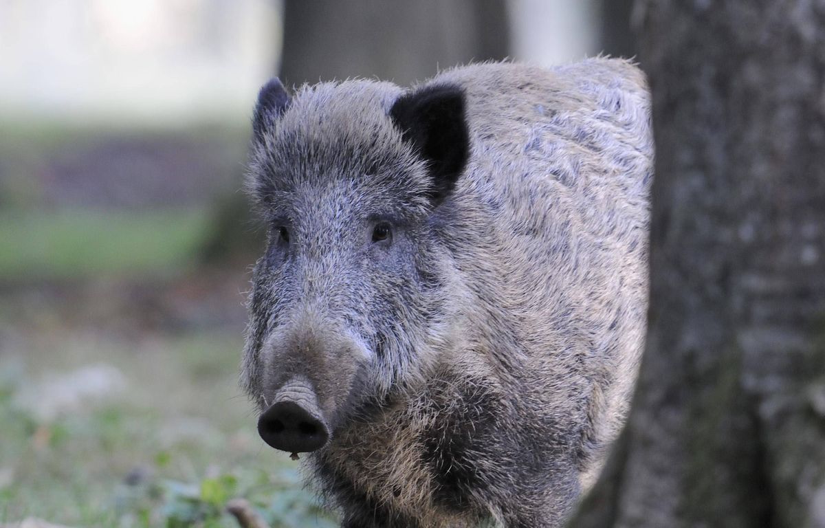 Pyrénées-Orientales : Un chasseur, chargé par un sanglier, grièvement blessé