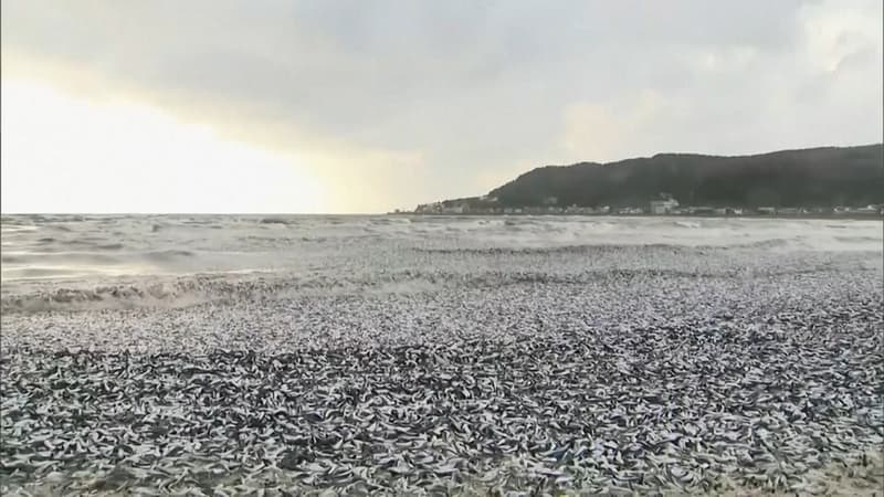 Japon: plusieurs milliers de poissons s’échouent sur une plage sans raison connue