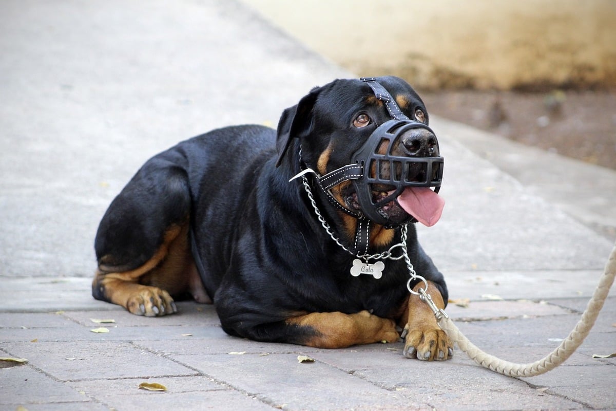 Maine-et-Loire : un Rottweiler tue son propriétaire qui s’était réfugié dans sa voiture pour se protéger