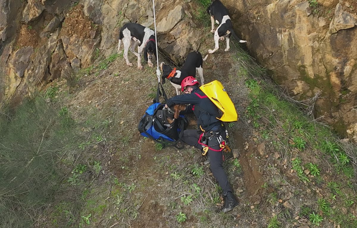 Vendée : Les pompiers sauvent sept chiens de chasse piégés au fond d’une carrière