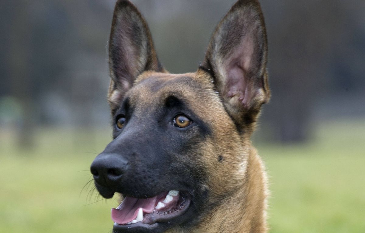 Gard : Le cadavre d’une chienne retrouvée dans un réfrigérateur abandonné en pleine nature