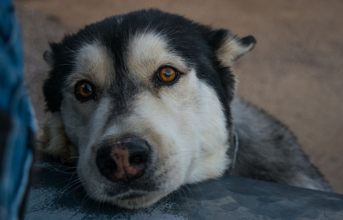 Ain : « Si pas de réponse, direction la SPA pour les euthanasier », le message d’un maire provoque de vives réactions