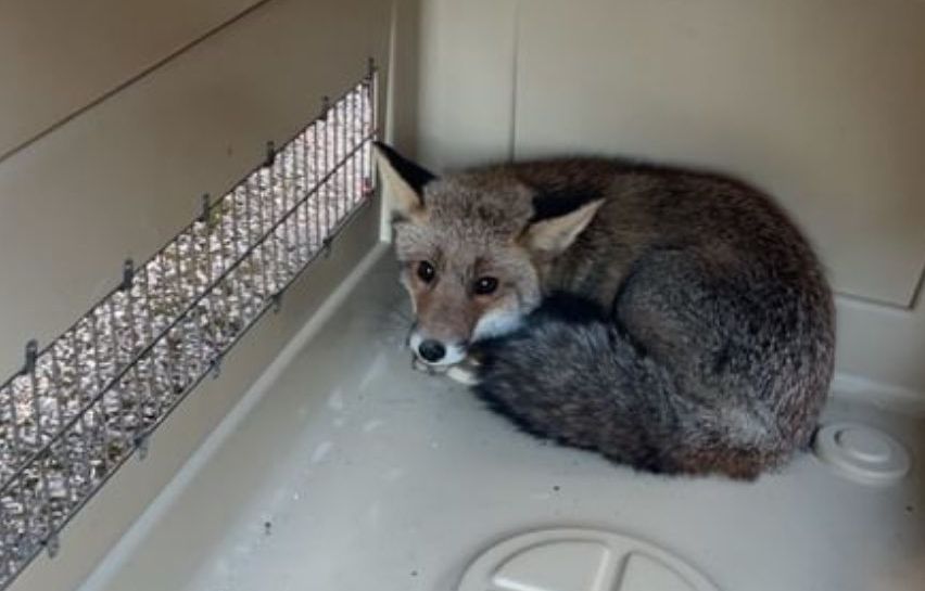 Gard : Les pompiers sauvent un renard apeuré coincé sur une terrasse