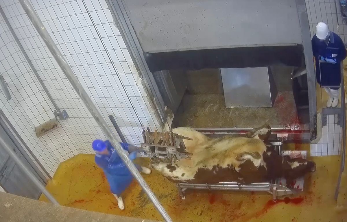 Mayenne : L214 porte plainte contre un abattoir municipal après « des scènes dignes d’un film d’horreur »