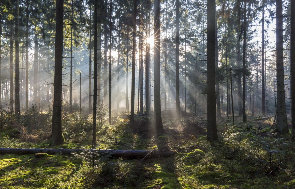 Landes : Un corps en décomposition découvert dans une baraque en forêt