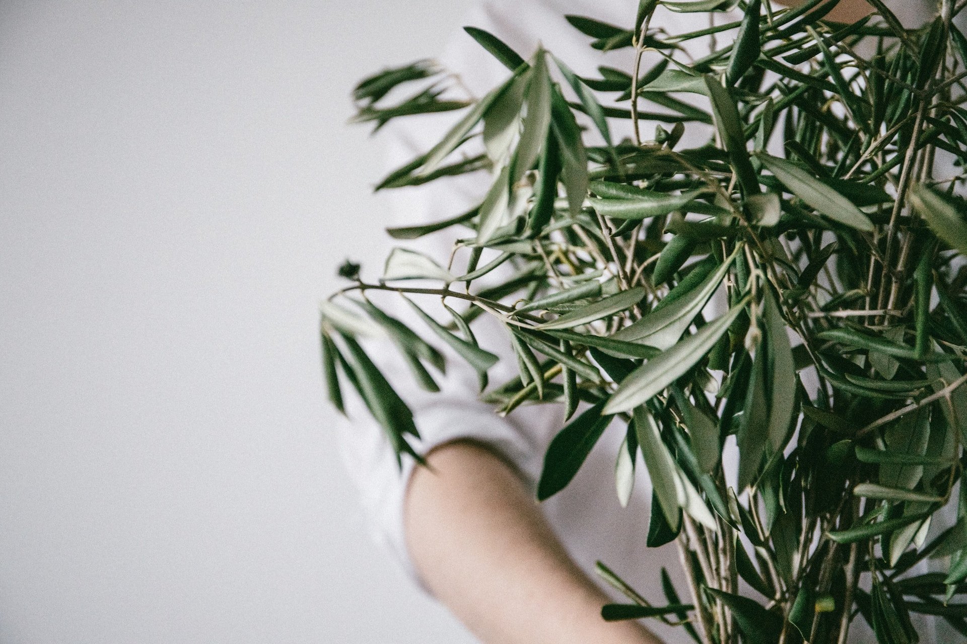 Cette plante médicinale aux bienfaits insoupçonnés qui doit être évitée dans deux cas