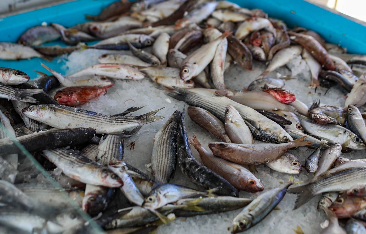Marseille : Un marin-pêcheur au tribunal pour la onzième fois après un chalutage dans les Calanques