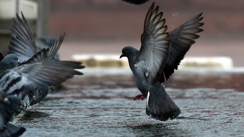 Inde: un pigeon suspecté d’être un espion chinois maintenu 8 mois en détention avant d’être relâché