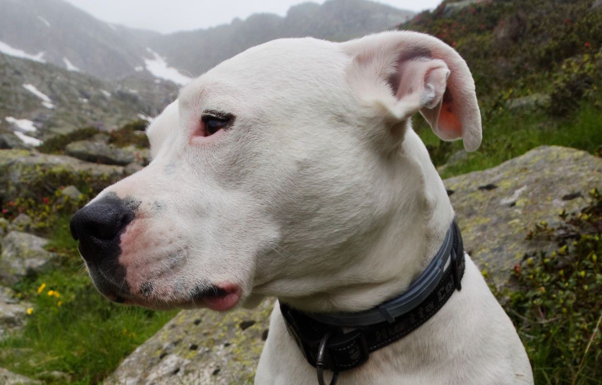 Gard : L’éleveuse du chien qui a tué une dame de 93 ans placée en détention provisoire