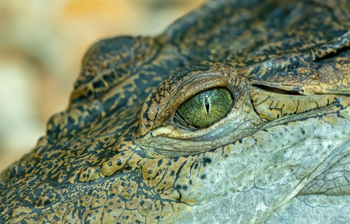 Inde : Une mère jette son enfant handicapé dans une rivière, il est tué par des crocodiles